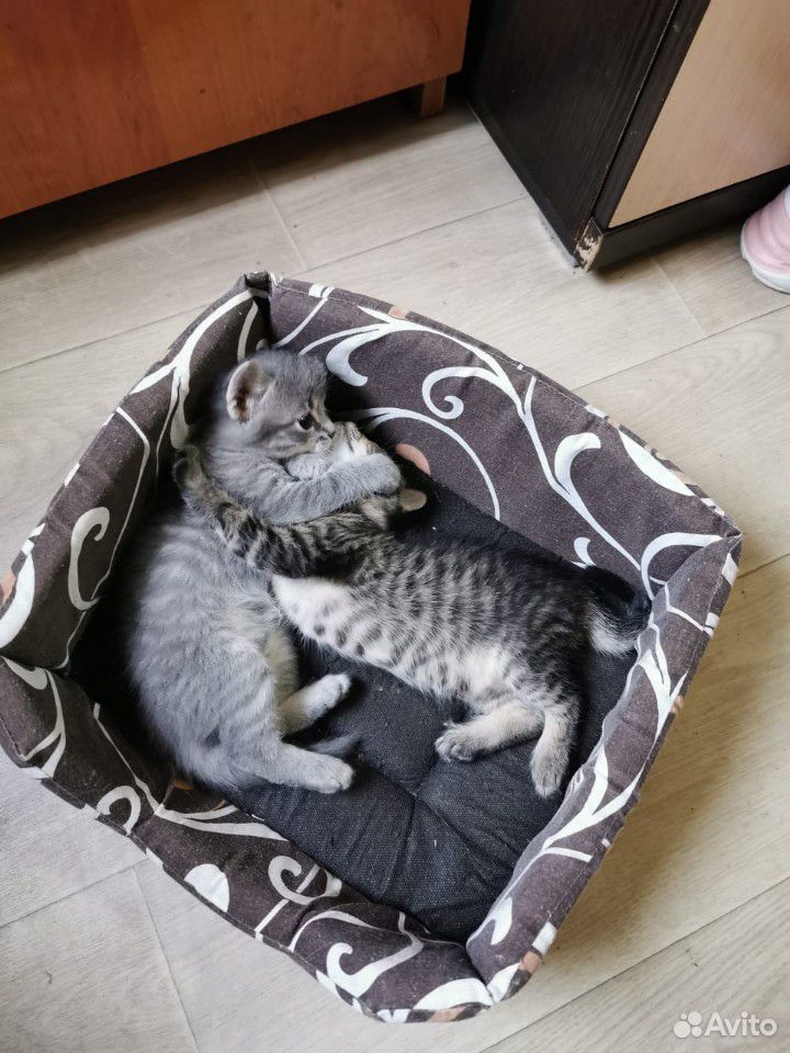 Кошечка купить на Зозу.ру - фотография № 4