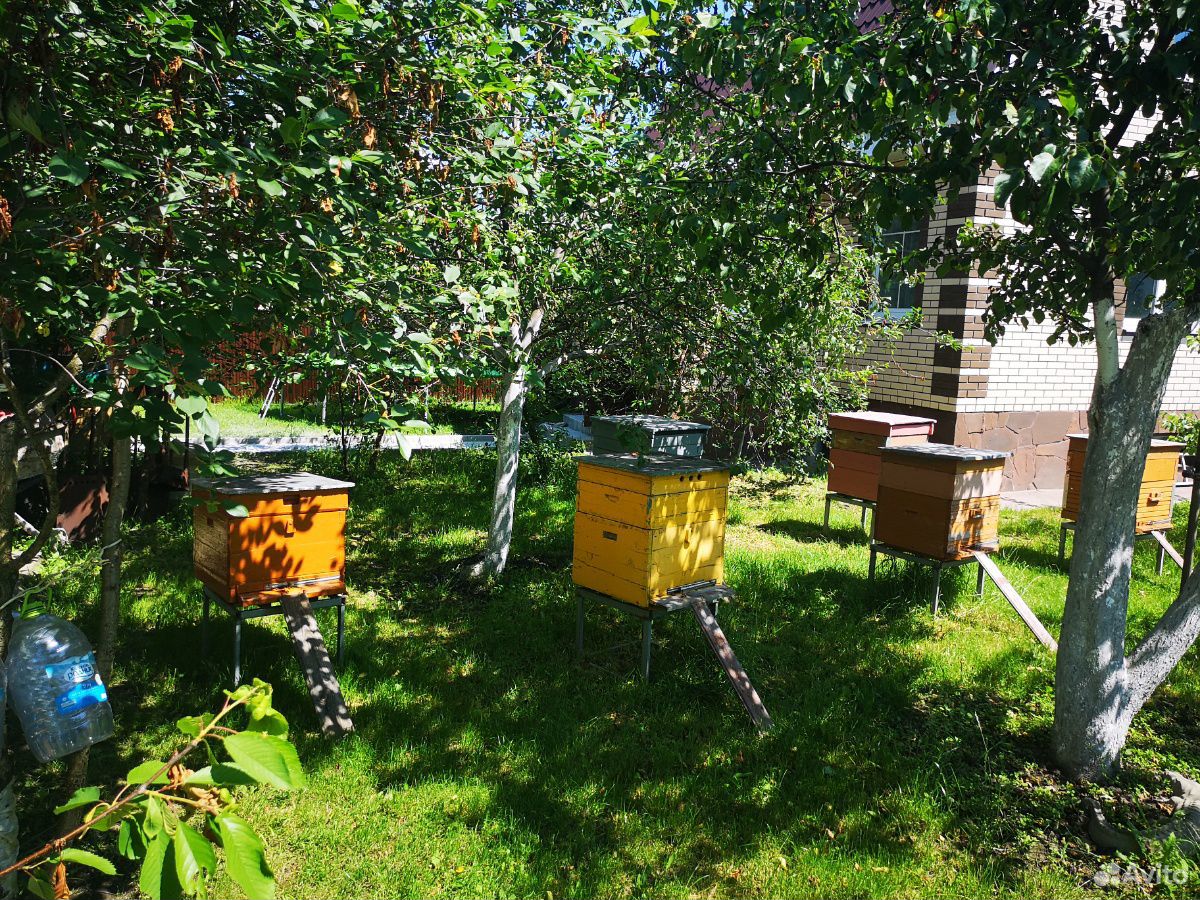 Улей, рой, пасека, пчёлы, пчелопакет купить на Зозу.ру - фотография № 1