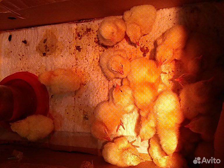Цыплята бройлерные, суточные купить на Зозу.ру - фотография № 2