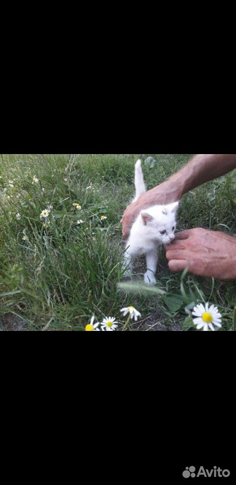 Пушистые котята купить на Зозу.ру - фотография № 2