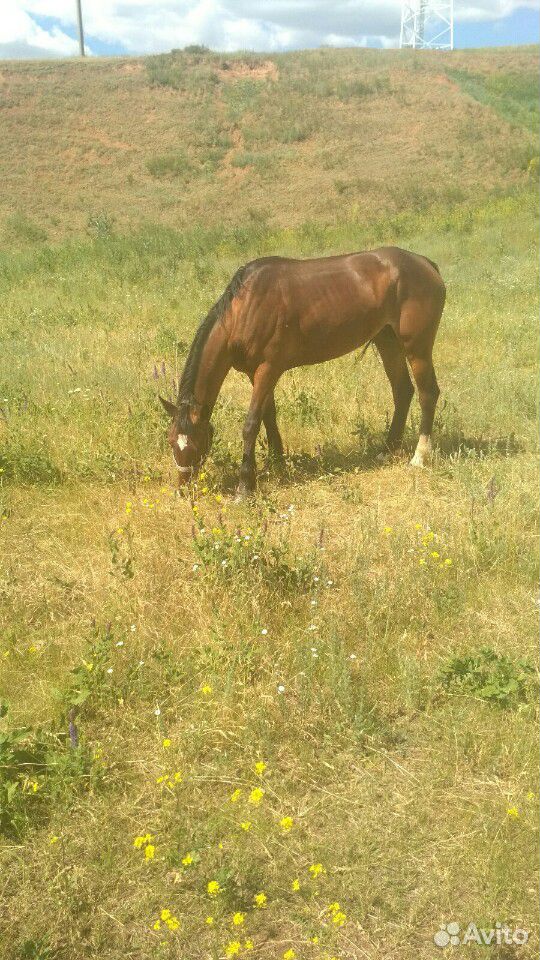 Меняется лошадь на любую спокойную купить на Зозу.ру - фотография № 3