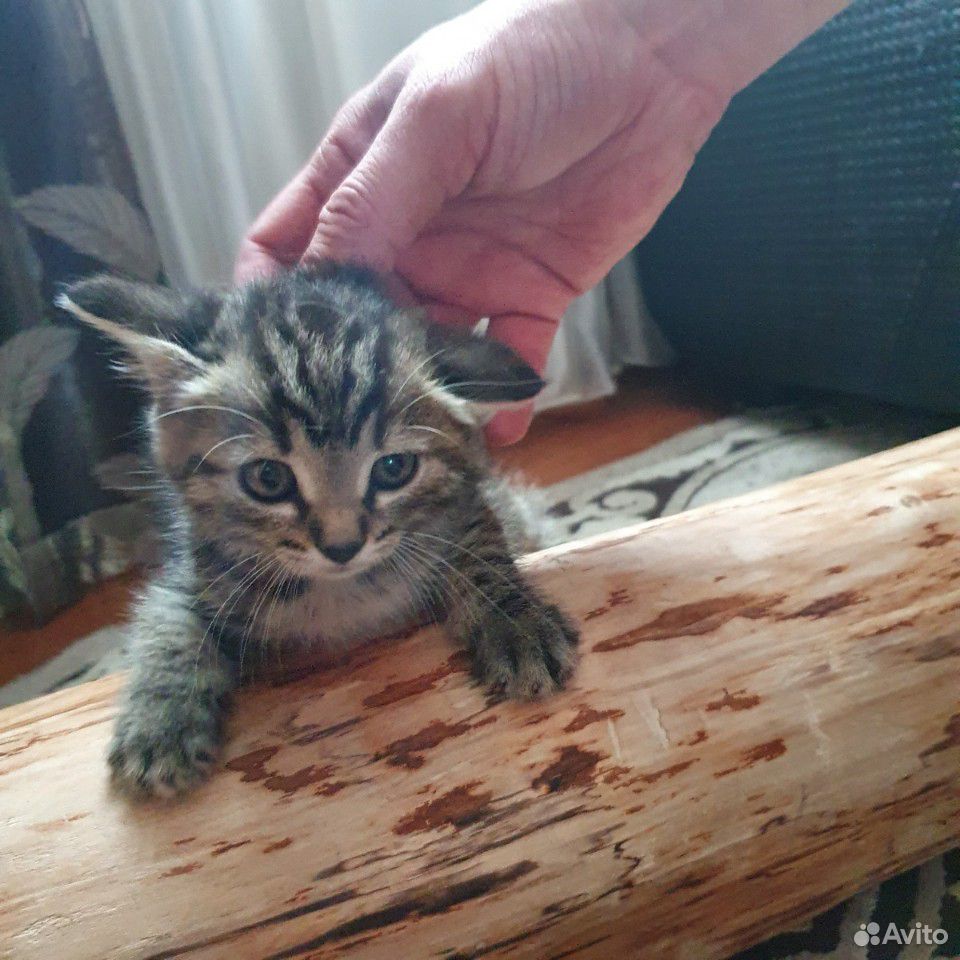 Сладкие, пушистые котята для счастья, радости и на купить на Зозу.ру - фотография № 3