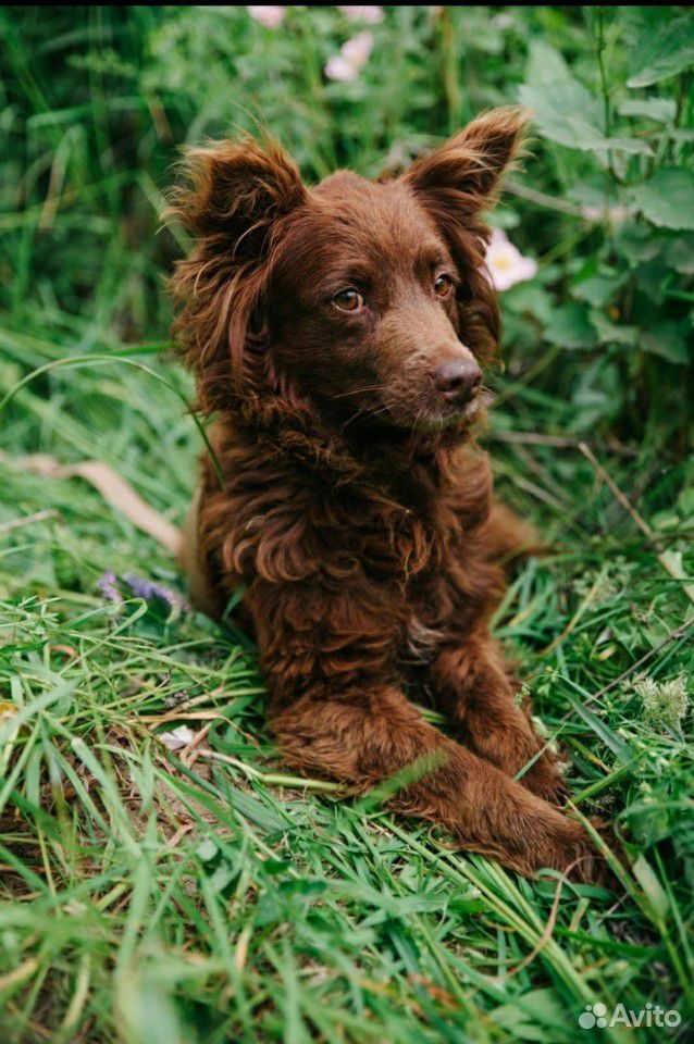Брауни, небольшая шикарная собачка в добрые руки купить на Зозу.ру - фотография № 3