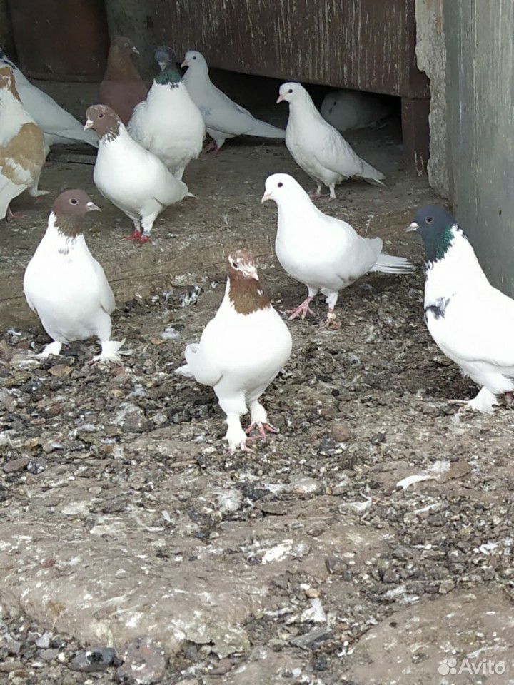 Бакинские голуби купить на Зозу.ру - фотография № 10