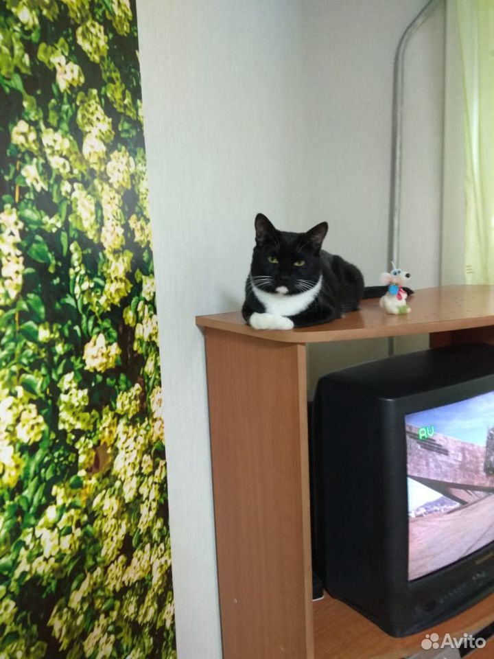 Стерилизованный котик купить на Зозу.ру - фотография № 4