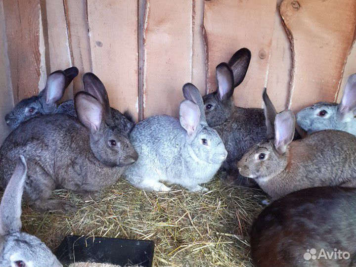 Кролик-крольчатина купить на Зозу.ру - фотография № 1
