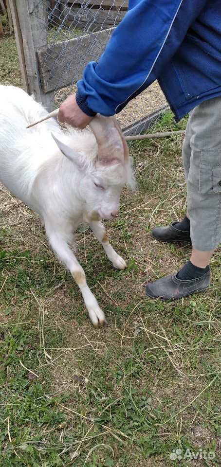 3 двойные козы, коза подросток, и рабочий казел купить на Зозу.ру - фотография № 3