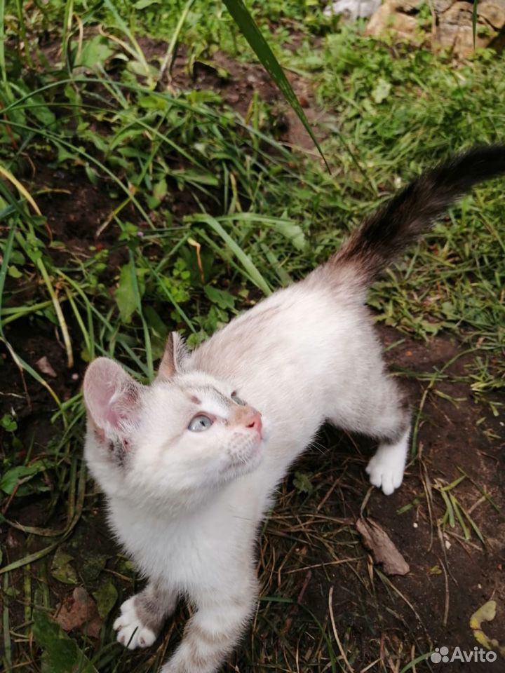 Кошка беленькая 2-3 месяца купить на Зозу.ру - фотография № 4