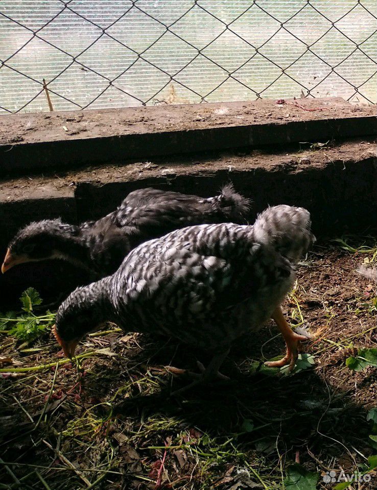 Цыплята порода плимутрок купить на Зозу.ру - фотография № 8