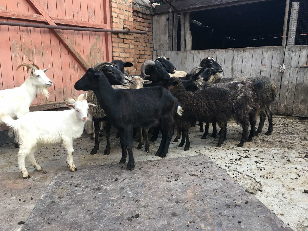 Продаю овец и коз купить на Зозу.ру - фотография № 2