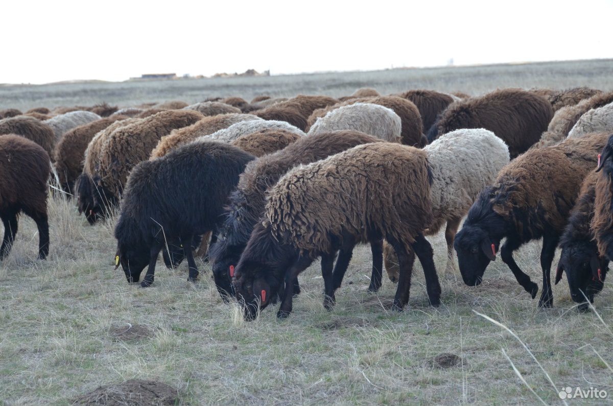 Курдючные чёрные бараны, овцы, ягнята купить на Зозу.ру - фотография № 1
