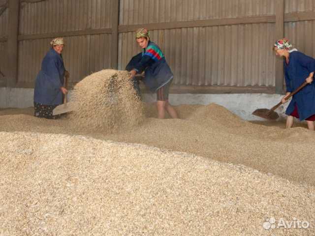 Пшеница. 4 кл. 50 тонн купить на Зозу.ру - фотография № 1
