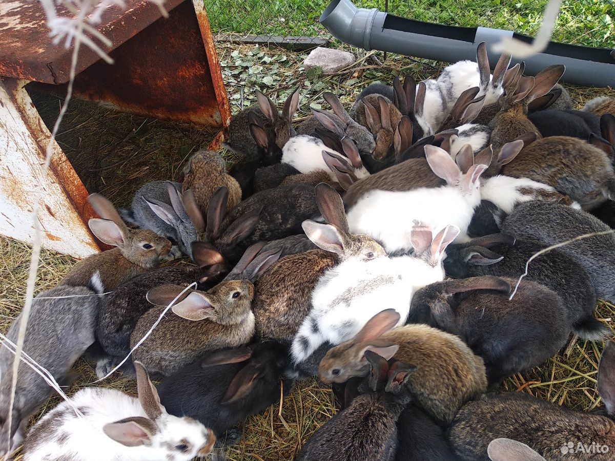 Кролики от 2 месяцев до 8месяцев калифорнийцы белы купить на Зозу.ру - фотография № 1