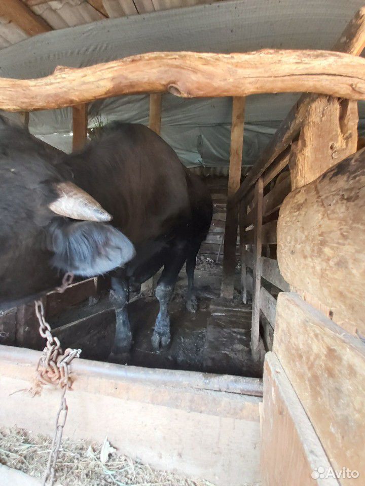 Домашние быки на мясо купить на Зозу.ру - фотография № 8