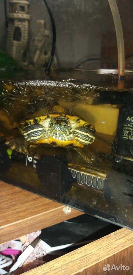 Черепахи с аквариумом купить на Зозу.ру - фотография № 3