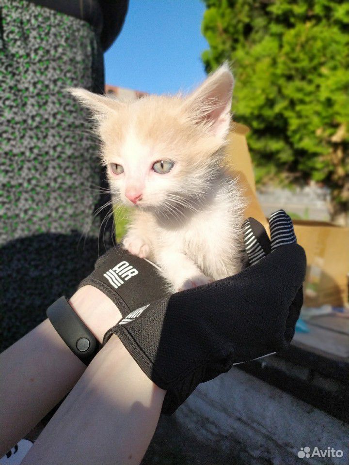 Добрый котик купить на Зозу.ру - фотография № 2