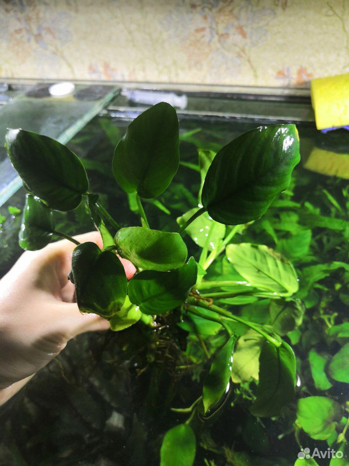 Растения для аквариума купить на Зозу.ру - фотография № 8