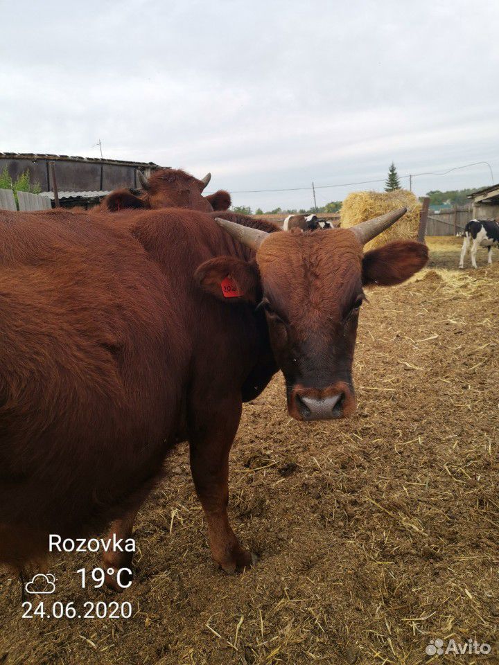 Быки 1.1, 1.2,1,3,1.4 года. от коров осёменённых с купить на Зозу.ру - фотография № 1