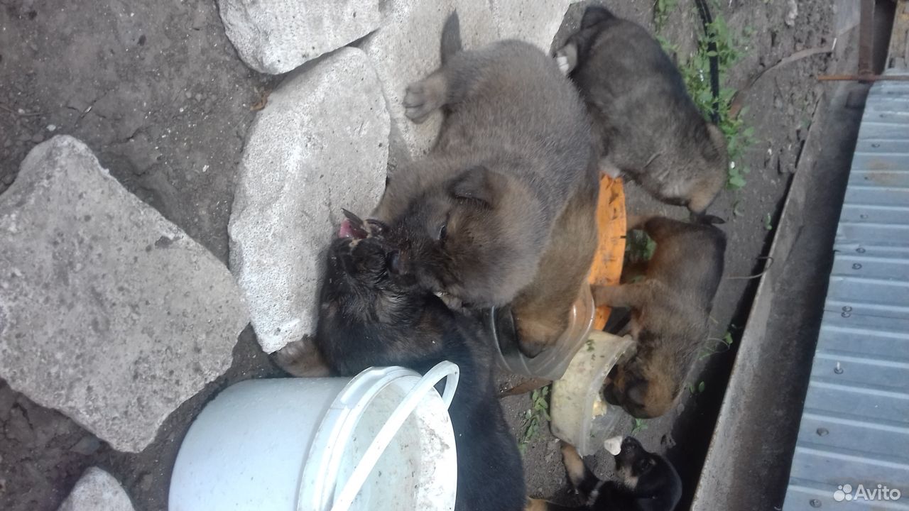 6 бездомных щенков ищут добрых хозяев купить на Зозу.ру - фотография № 2