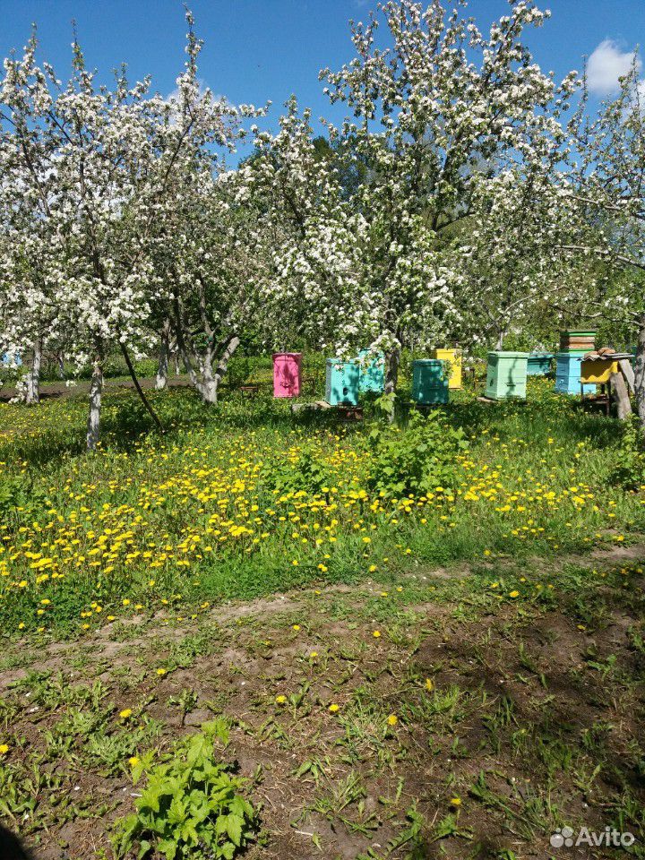 Пчелы,пчелопакеты купить на Зозу.ру - фотография № 2