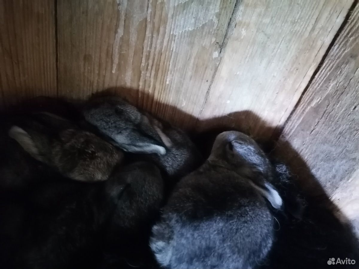 Семейство кроликов купить на Зозу.ру - фотография № 2