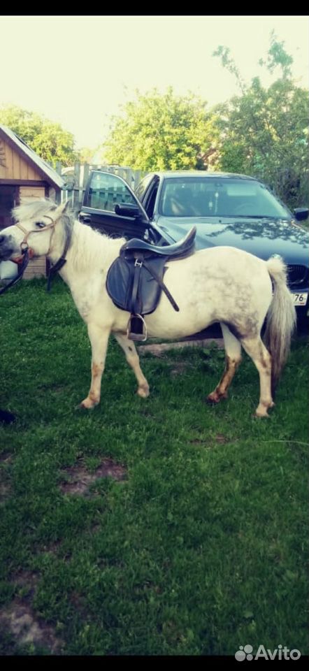 Лошадь Пони купить на Зозу.ру - фотография № 1