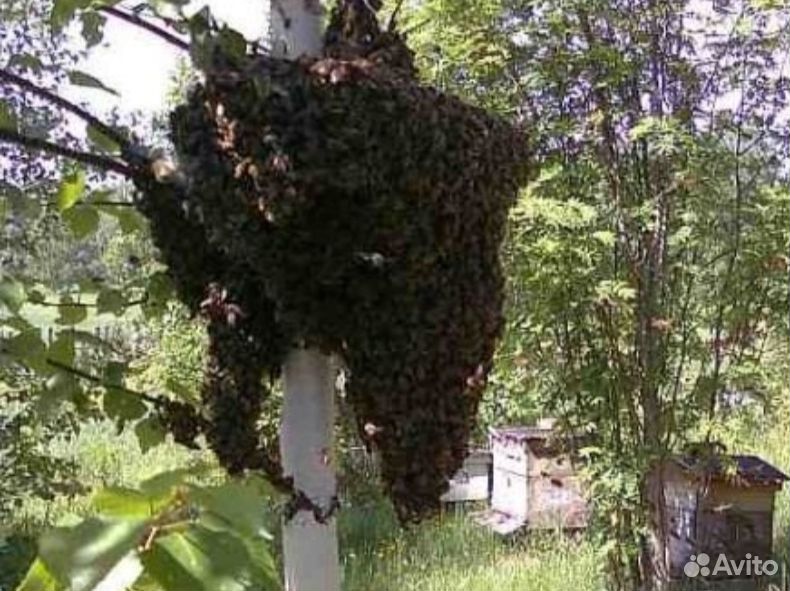 Сниму рой пчел купить на Зозу.ру - фотография № 2