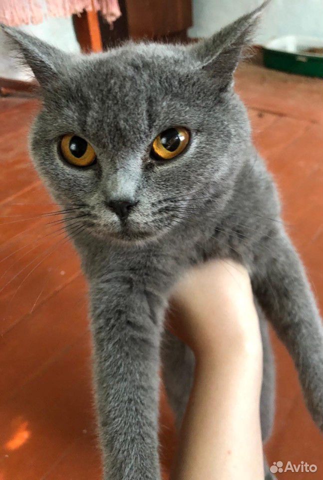Кошка британочка купить на Зозу.ру - фотография № 3