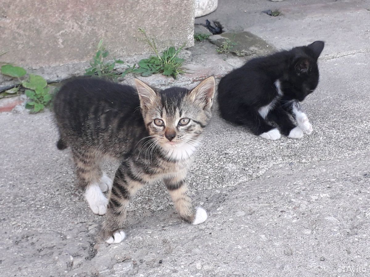 Милые котята от кошки-крысолова ждут новых хозяев купить на Зозу.ру - фотография № 1