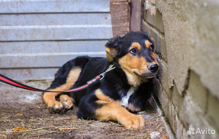 Очаровательный щенок Бруно ищет дом купить на Зозу.ру - фотография № 1