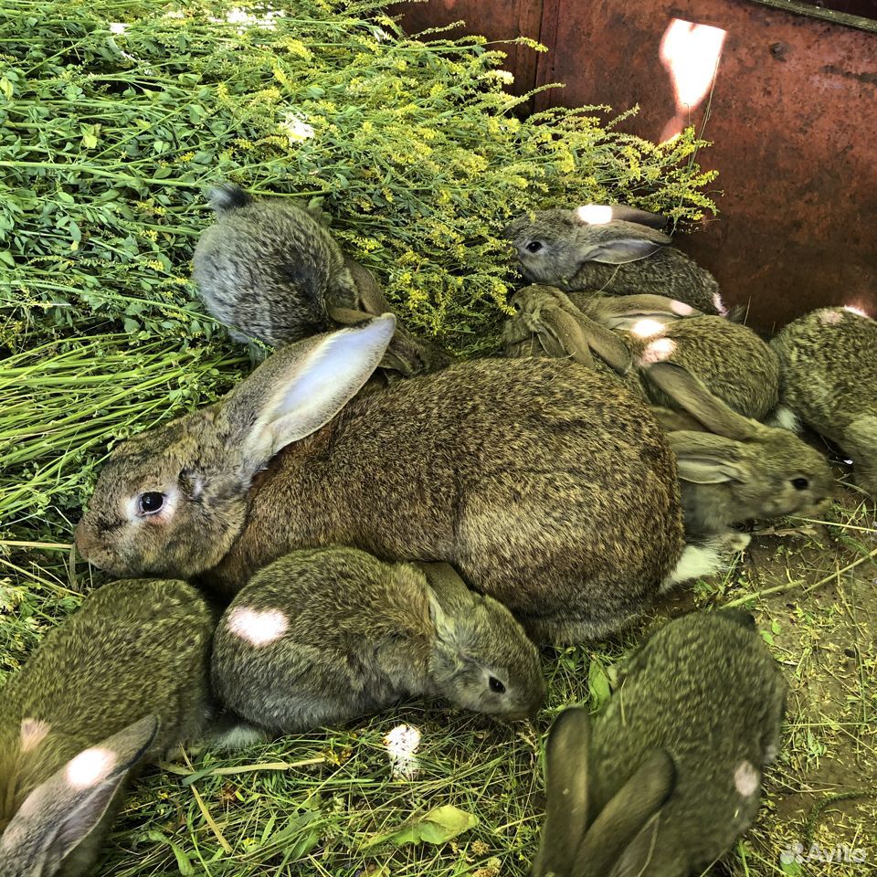 Кролики «Фландр» купить на Зозу.ру - фотография № 8