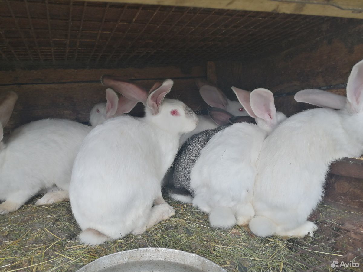Кролики большие/маленькие купить на Зозу.ру - фотография № 2
