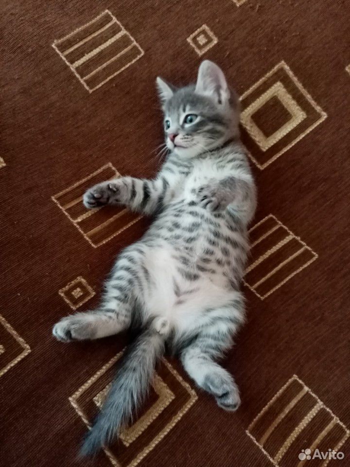 Кот мурзик, 2 месяца купить на Зозу.ру - фотография № 2