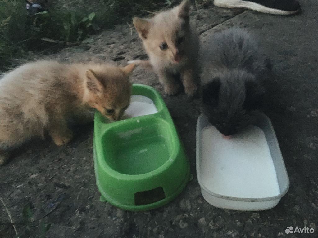 Животные, котята купить на Зозу.ру - фотография № 4