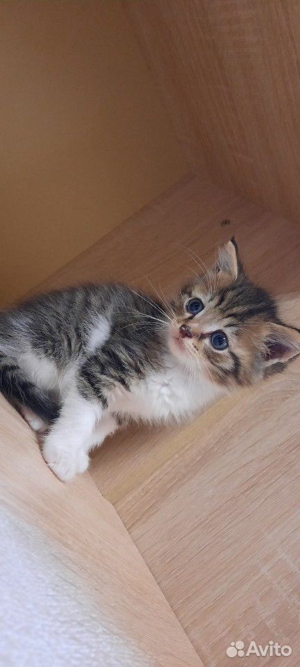 Кошка,кот купить на Зозу.ру - фотография № 9