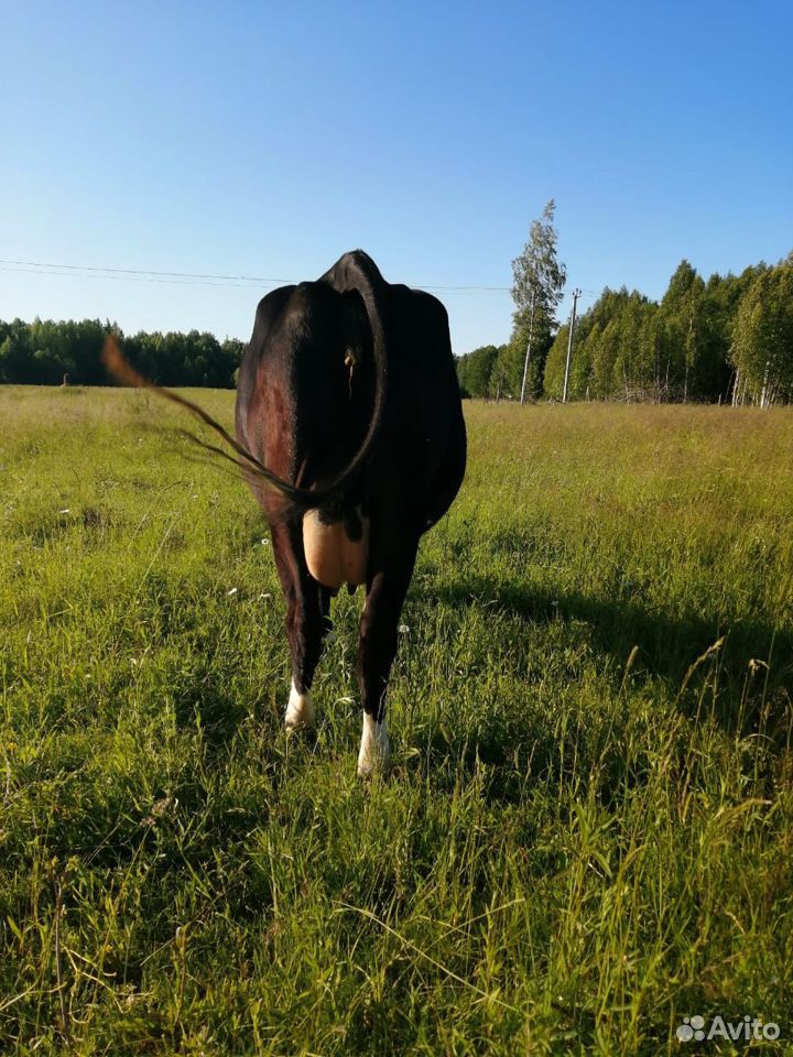 Продам дойную корову купить на Зозу.ру - фотография № 6