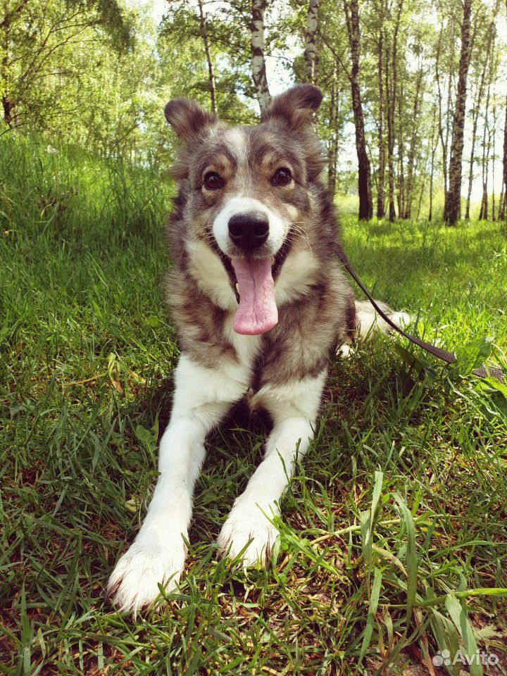 Веселая собака Жулька ищет дом купить на Зозу.ру - фотография № 2