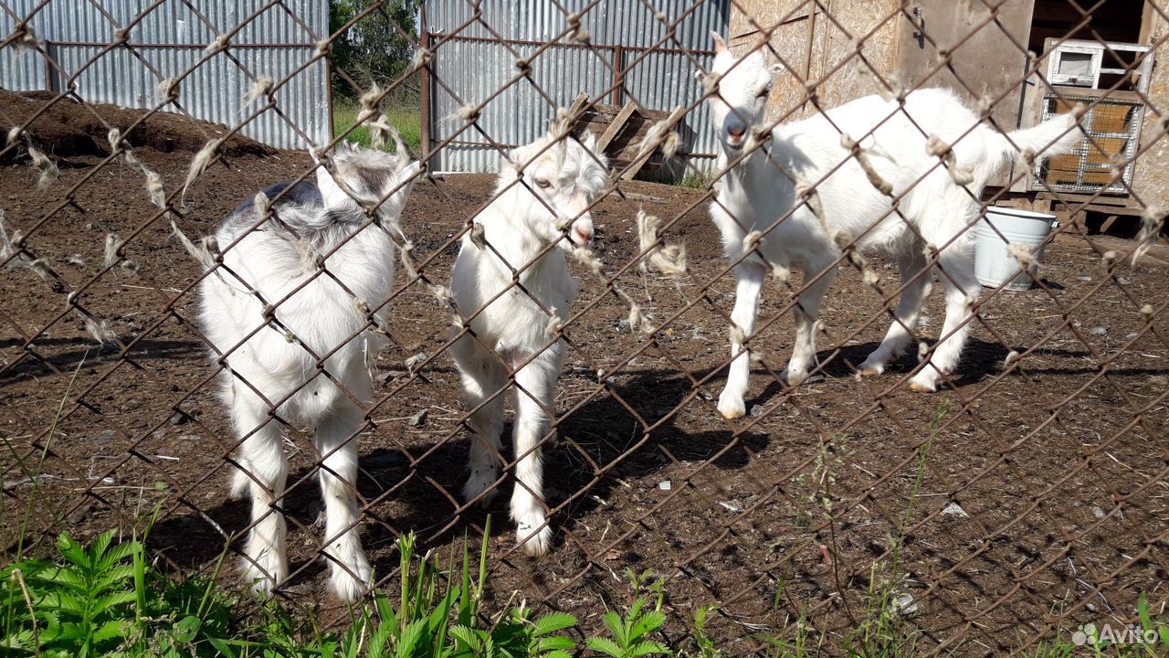 Породистые козы козлята купить на Зозу.ру - фотография № 6