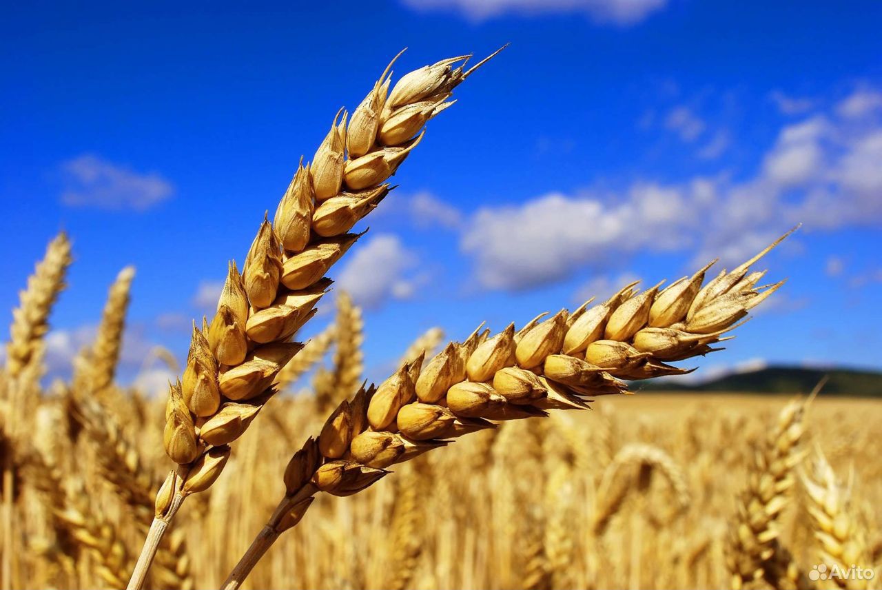 Пшеница урожая 2020 года купить на Зозу.ру - фотография № 1