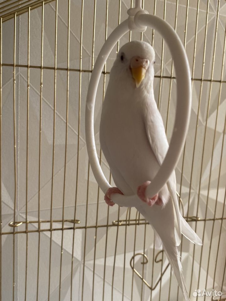 Волнистые попугаи с клеткой купить на Зозу.ру - фотография № 4