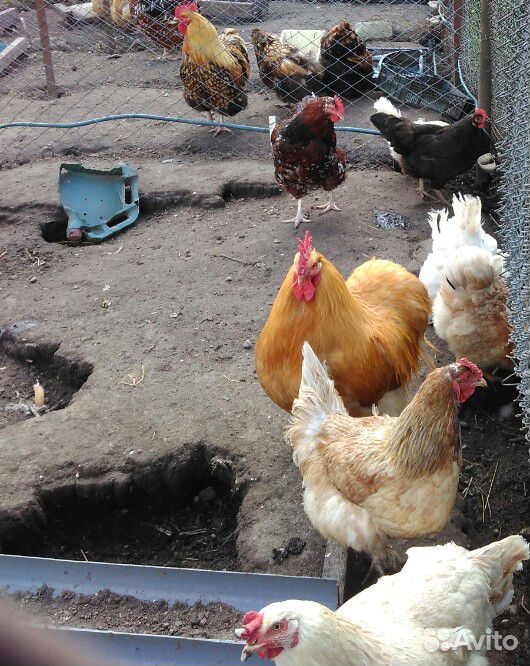 Цыплята от 1 до 40дней от крупных домашних несушек купить на Зозу.ру - фотография № 3