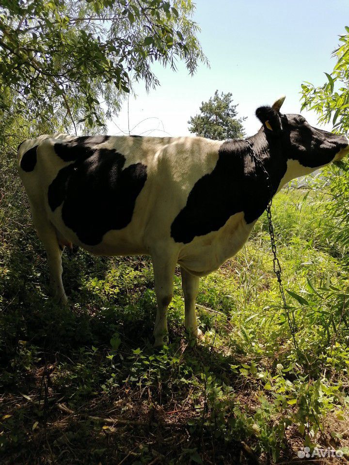 Корова купить на Зозу.ру - фотография № 7