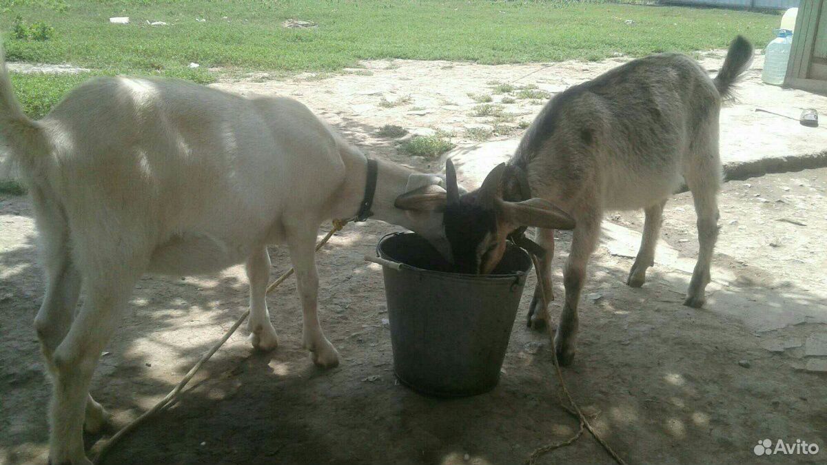 Коза и козлята купить на Зозу.ру - фотография № 8