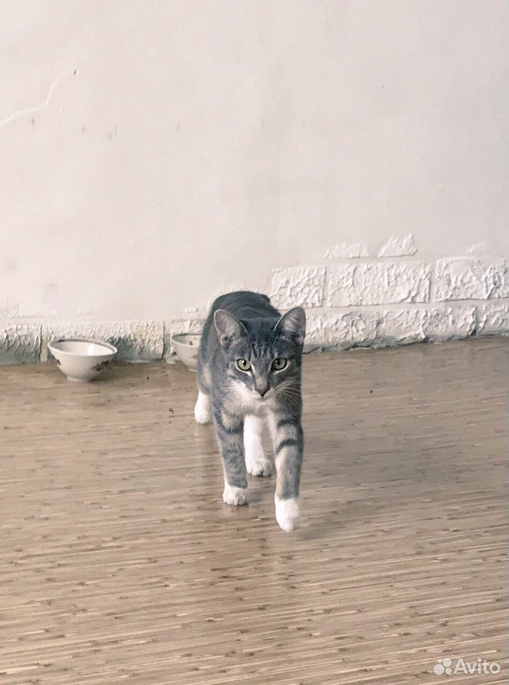 Котик ищет купить на Зозу.ру - фотография № 2