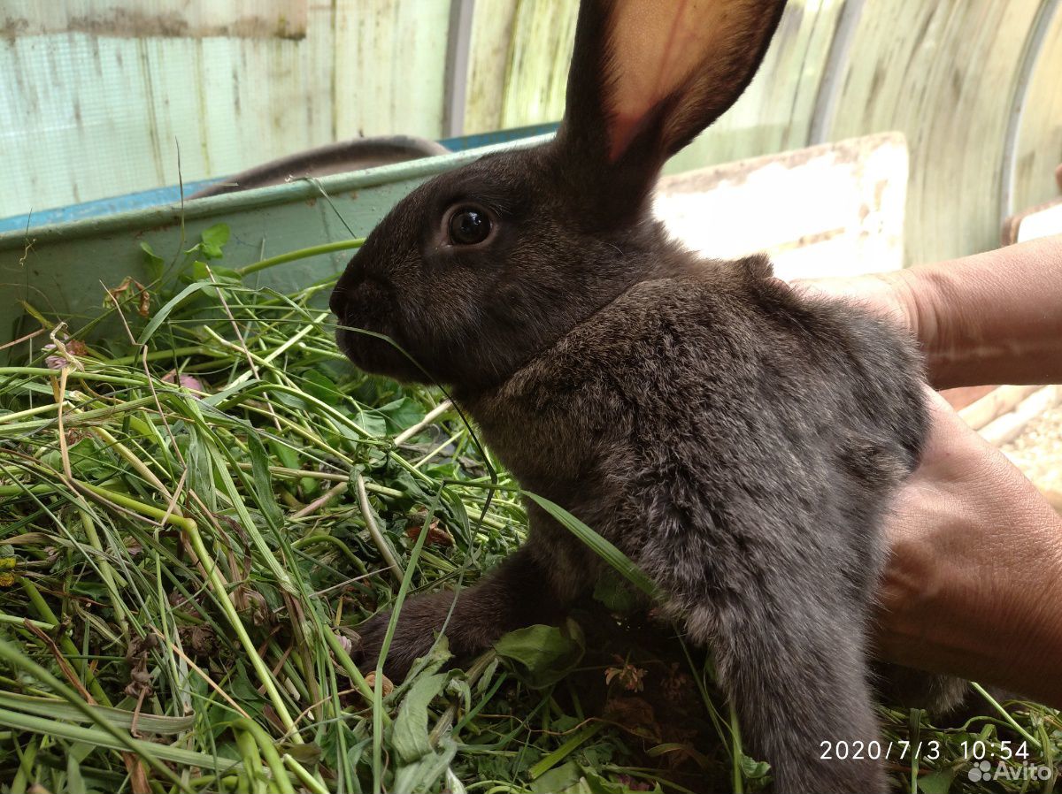 Мясо кролика, кролики, крольчата, петушки купить на Зозу.ру - фотография № 3