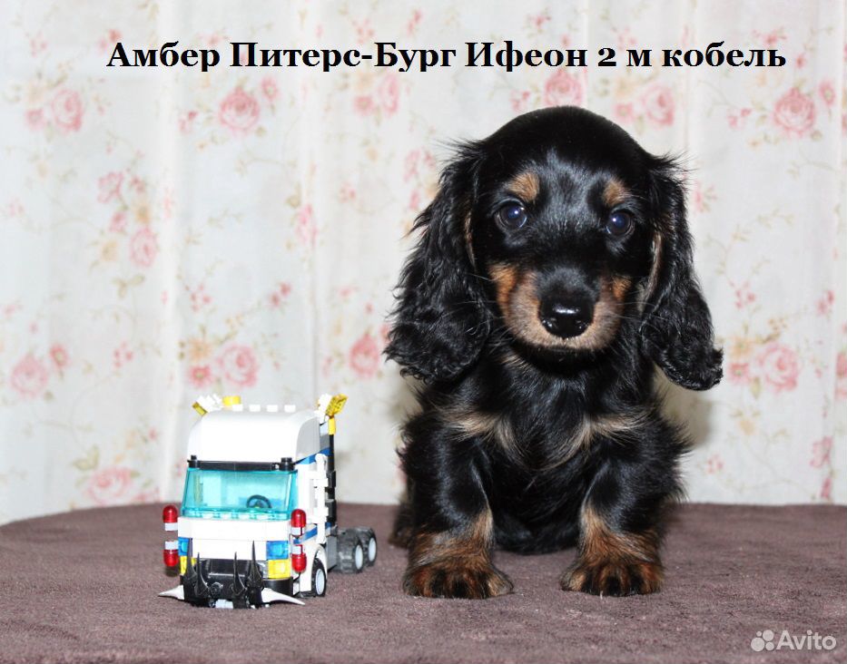 Длинношёрстные кролики/миники щенки таксы купить на Зозу.ру - фотография № 2