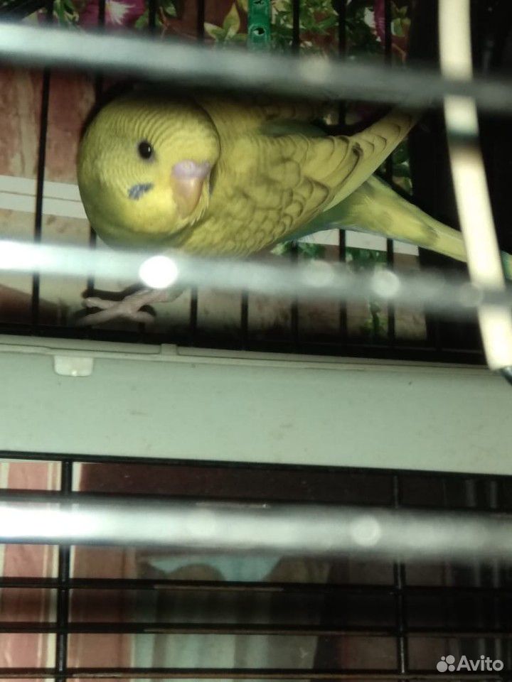 Птенцы волнистых попугаев, амадин, корелл купить на Зозу.ру - фотография № 6