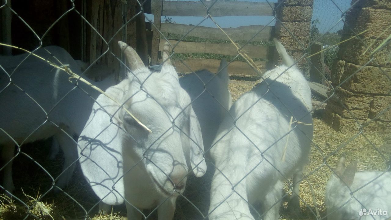 Дойная коза 2,5-2,7 л молока без запаха купить на Зозу.ру - фотография № 4