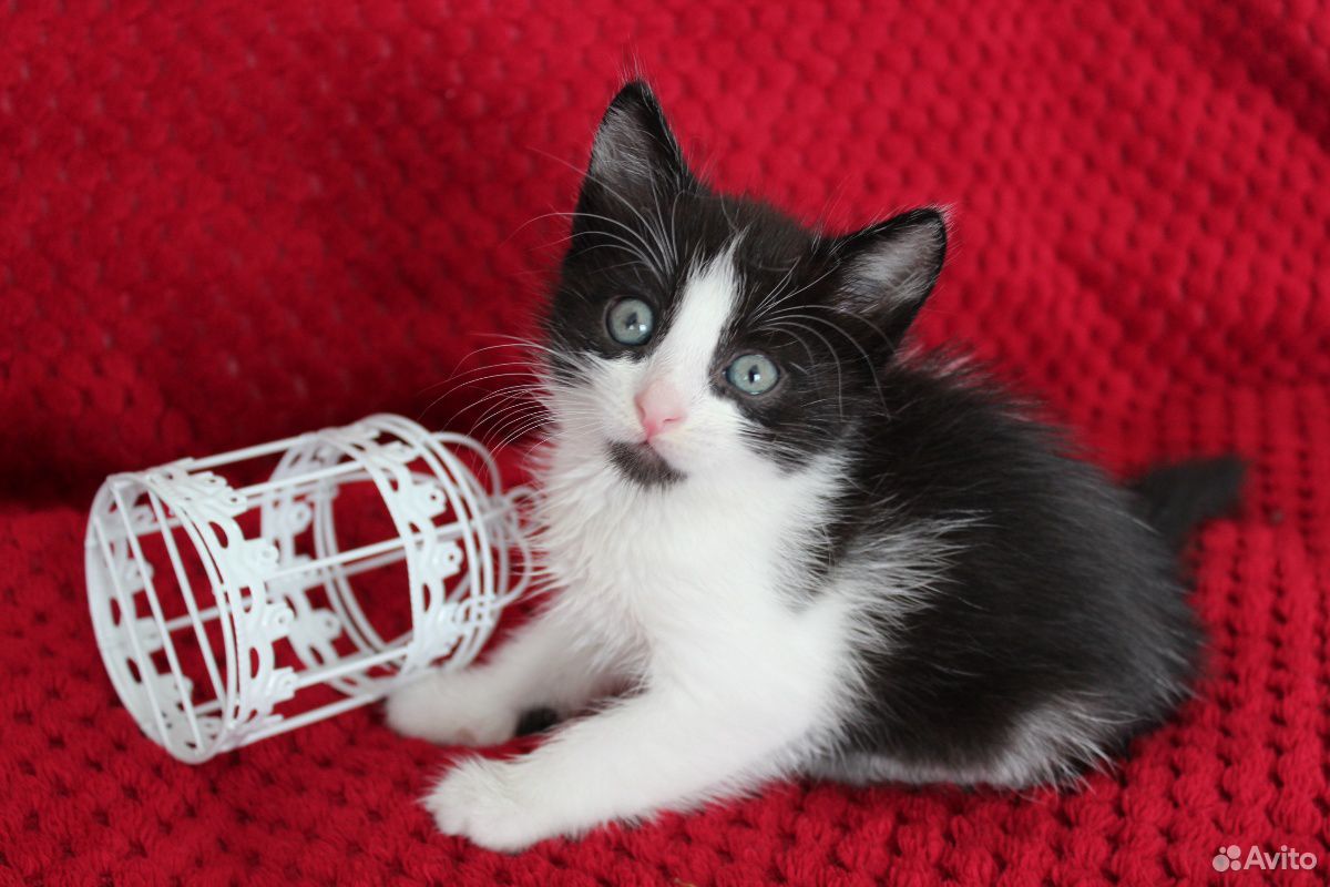 Давно мечтали о котике Жизнерадостные котятки испо купить на Зозу.ру - фотография № 5