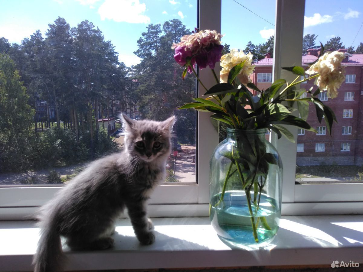 Котёнок ждёт именно тебя купить на Зозу.ру - фотография № 1